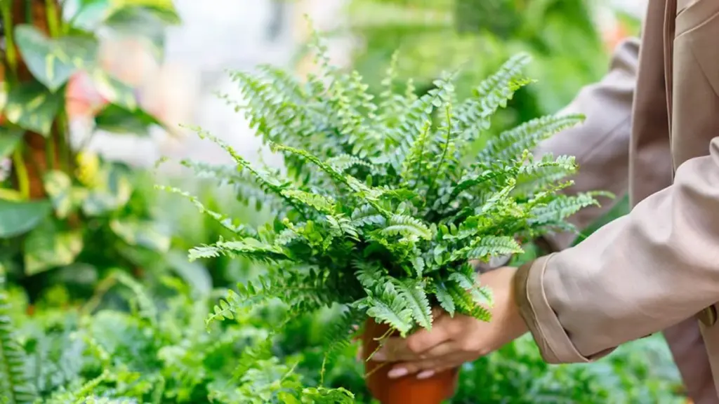 Stačí přidat tři lžičky této ingredience do vody – kapradina po 14 dnech vyžene nové listy