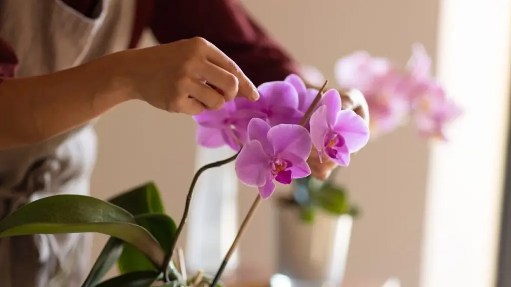 Tajemství stálého kvetení orchidejí: proč jedna lžička může všechno zničit
