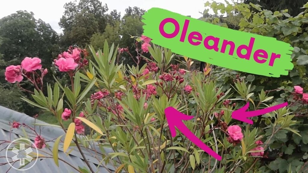 Jak správně zastřihnout oleander po 15. dubnu, aby v létě překypěl květy