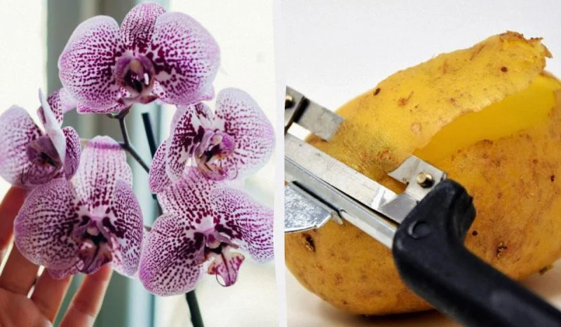 Bramborová voda pro orchidej: kdy může pomoct a kdy raději neriskovat