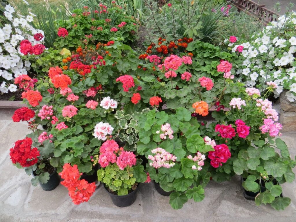 Místo pelargonií: 4 vytrvalé rostliny pro barevný balkon po celý rok